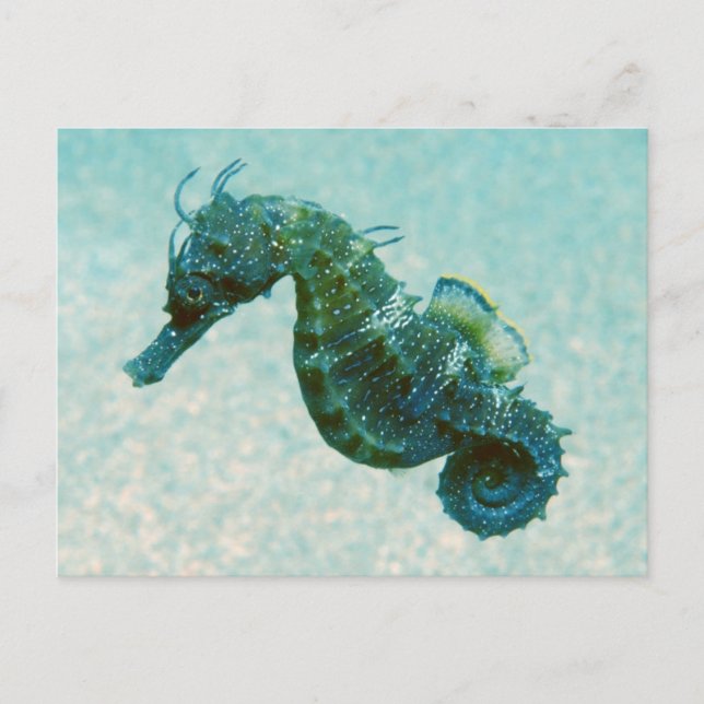 Kort-Snouted Seahorse | Krim, Ryssland Vykort (Framsida)