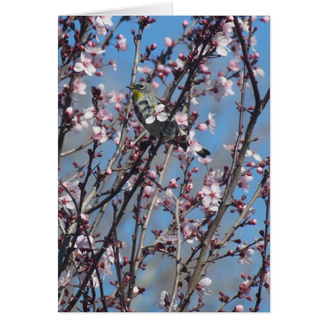 Kort - Sparrow bland Rosa Blommar (Framsidan)