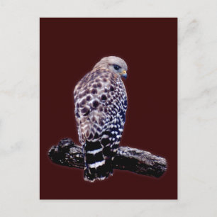 Kort-svan Hawk Vykort