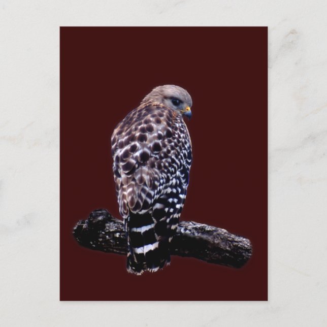 Kort-svan Hawk Vykort (Framsida)