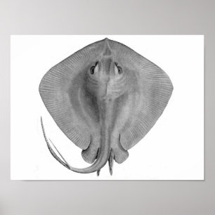 Kort-svan Stingray (Dasyatisbrevicaudataen) Poster