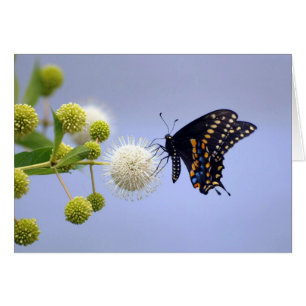 Kort - svart Swallowtail 181