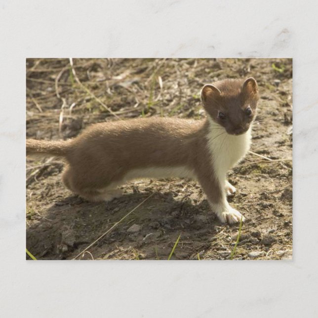Kort Tail Weasel (Framsida)