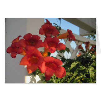 Kort till Comfort - en bereaved-person på en Speci