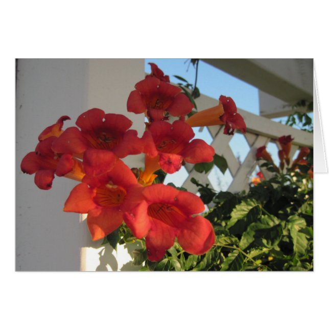 Kort till Comfort - en bereaved-person på en Speci (Framsidan Horizontal)