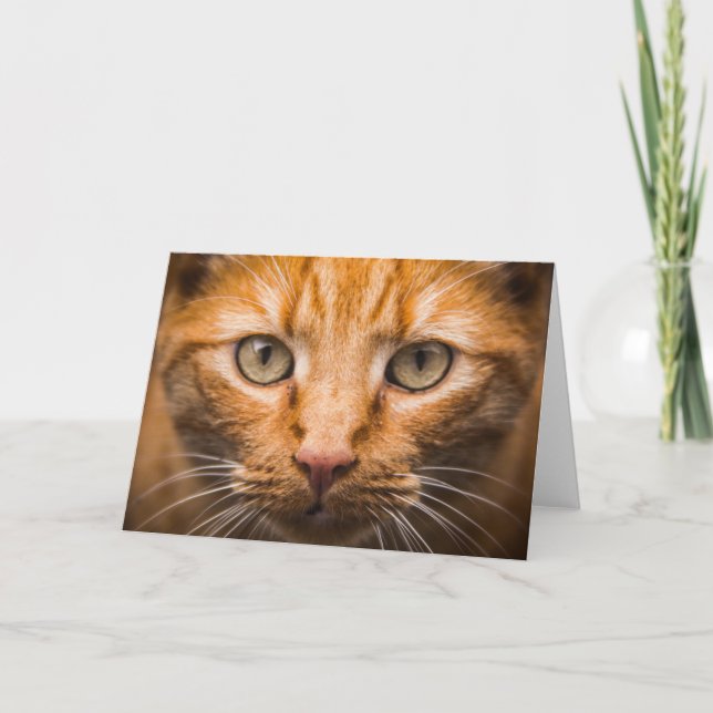 Kortet Cat Close-Up-anpassade-hälsning Kort (Framsida)