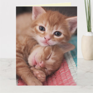 Kortet CAT ROMANTIC SNUGGLING KÄRLEK SNUGGLE Greet Kort