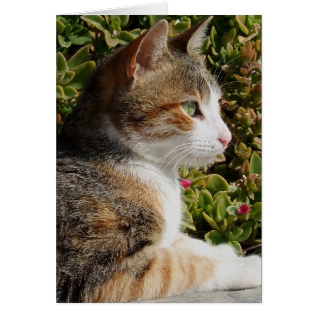 Kortet Cleo Cat Card Hälsningskort (Framsidan)