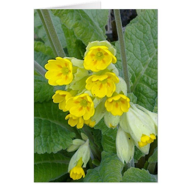Kortet Cowglingsblommor Hälsningskort (Framsidan)