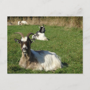 Kortet Cute Gots DIY Postcard Vykort
