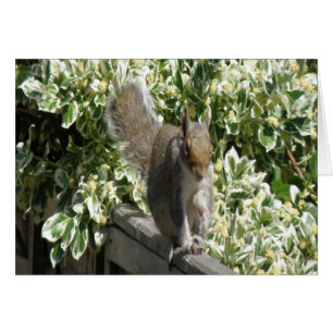 Kortet Cute Squirrel-hälsning Hälsningskort