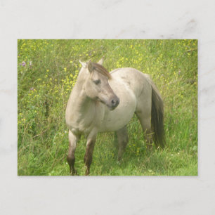 Kortet Cute Vild Hory DIY Postcard Vykort