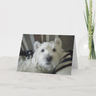 Kortet Cute Westie Ansikte Photo Greeting Card Kort