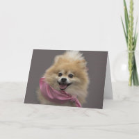 Kortet för den Pomeranian hundfödelsedagen