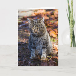 Kortet för funkyns kattvikt kort