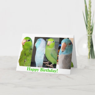 Kortet för hälsning för Parrotlets grattis på Kort