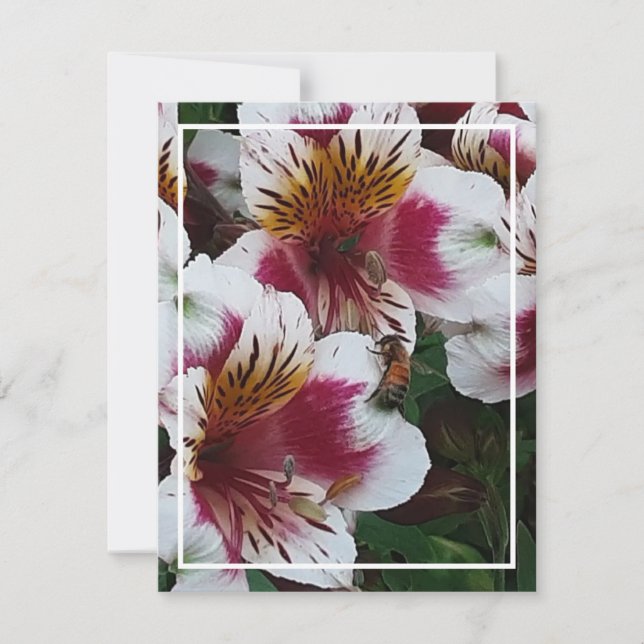 Kortet Honeybee och Alstromerias djurutrymme OSA Kort (Framsida)