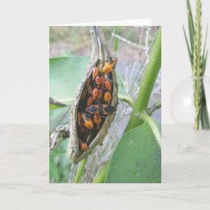 Kortet Milkweed Kryp Family Note Helgkort