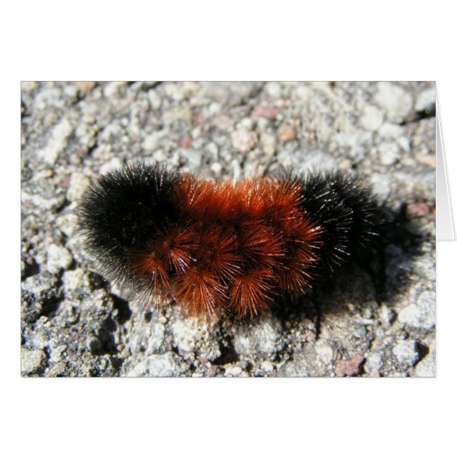 Kortet Wooly Bear Caterpelare Hälsningskort (Framsidan Horizontal)