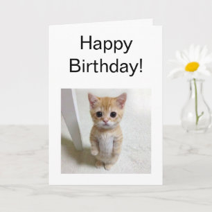 Kortets registreringsnummer i El Gato Kort