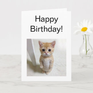 Kortets registreringsnummer i El Gato Kort