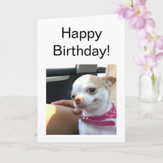 Kortets Söt Chihuahua-Hund Kort