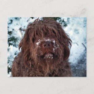 Korthals Griffon - Snowy Sarah Vykort
