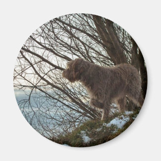 Korthals Griffon - Tsjip-pekare Magnet