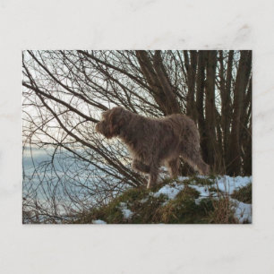 - Korthals Griffon-Tsjip-pekare Vykort