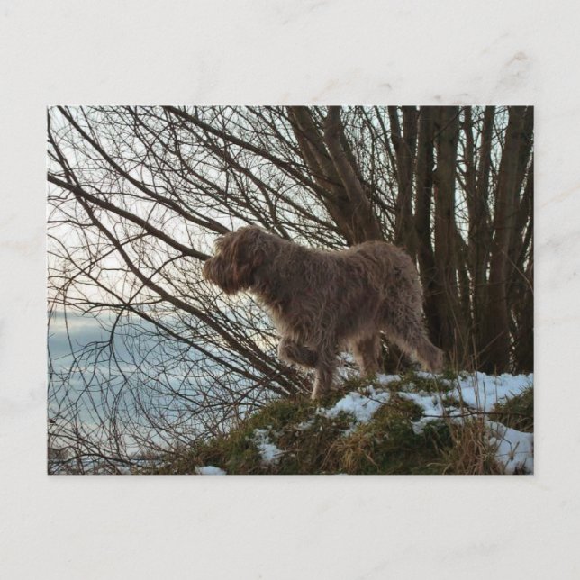 - Korthals Griffon-Tsjip-pekare Vykort (Framsida)