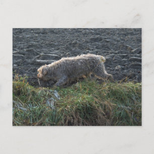 Korthals Griffon - Tsjip roterar marken Vykort