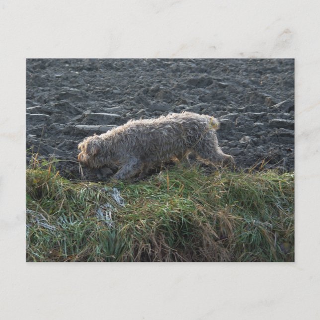 Korthals Griffon - Tsjip roterar marken Vykort (Framsida)