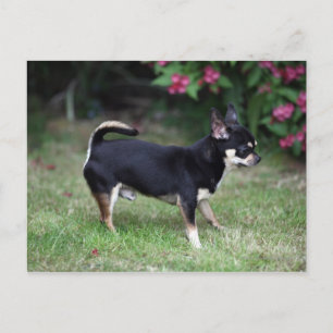 Korthårig chihuahua stående vykort
