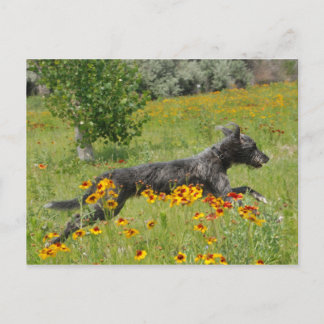 Korthårig hund springer genom ett blomsterfält - v vykort