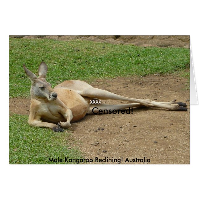 Kortmanlig Kangaroo Reclining! Australien Hälsningskort (Framsidan Horizontal)