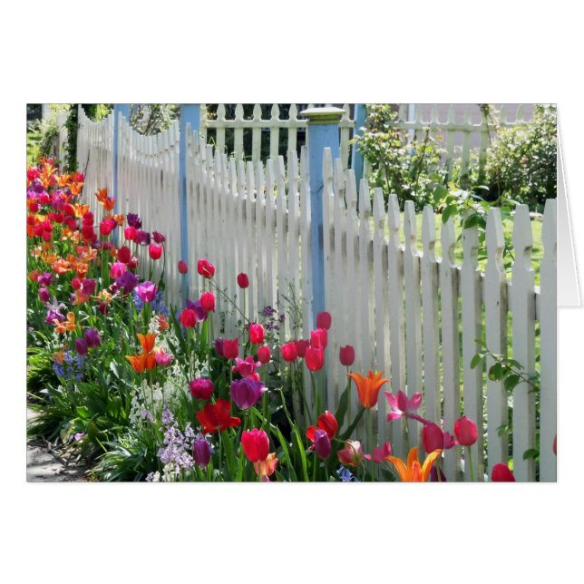 Korttulips trädgårdsvita betesstaket hälsningskort (Framsidan Horizontal)