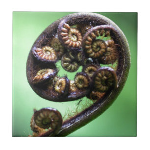 Koru unfurling fern frond kakelplatta