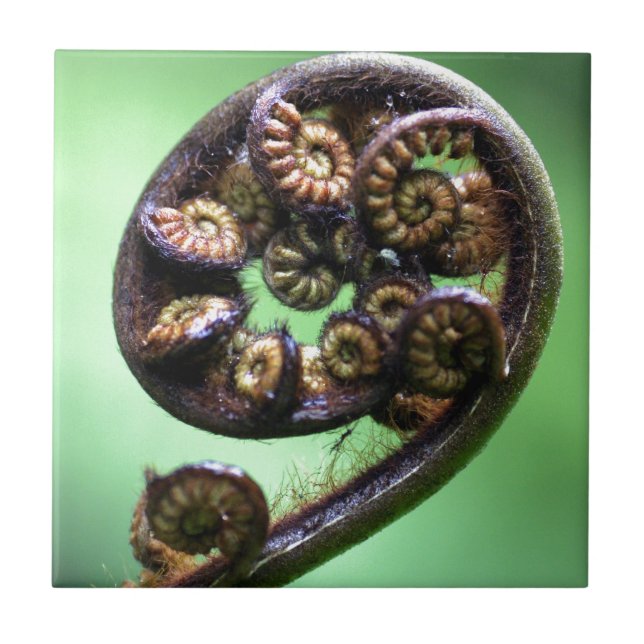 Koru unfurling fern frond kakelplatta (Framsidan)