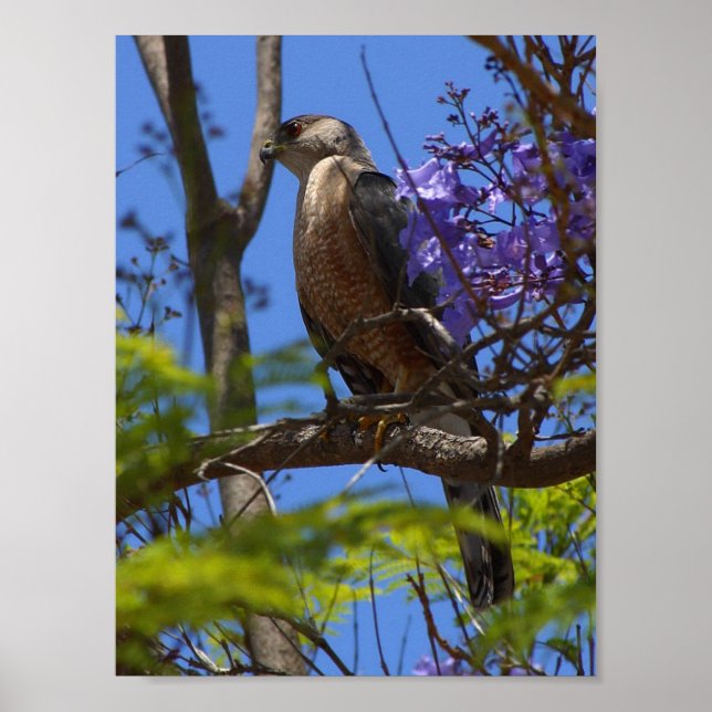 korvgrillning poster (Framsidan)