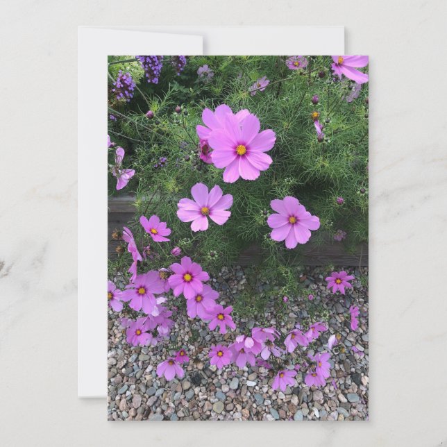 Kosmoblommor med småstarna på en julkort (Framsida)