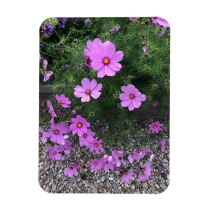 Kosmoblommor med småstarna på en magnet