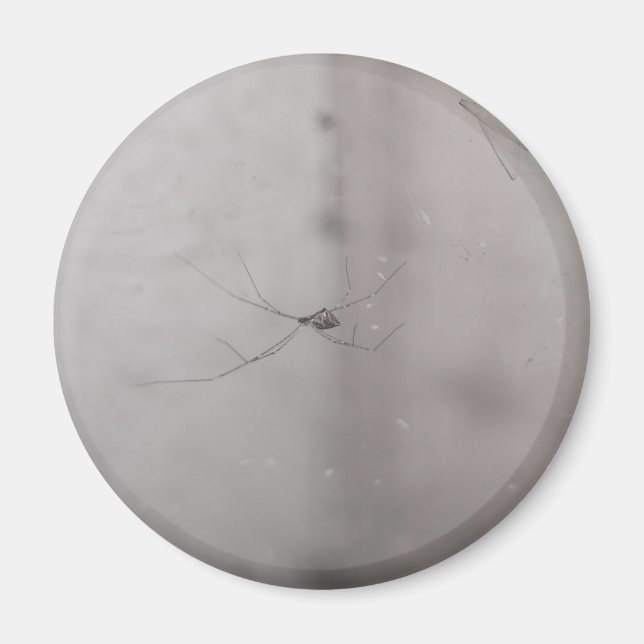 kosmopolitan cellspider magnet (Framsidan)