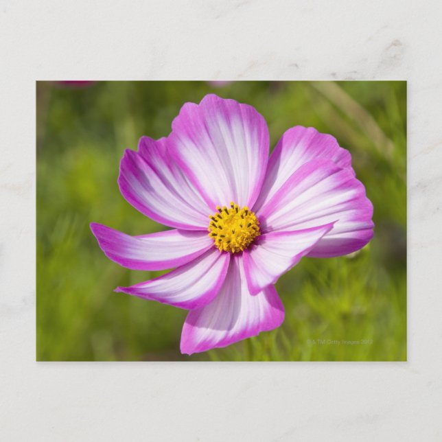 Kosmos blomhuvud vykort (Framsida)