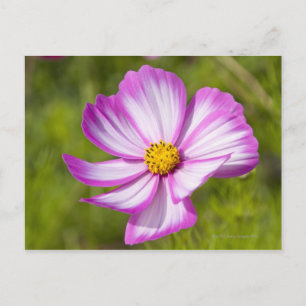 Kosmos blomhuvud vykort