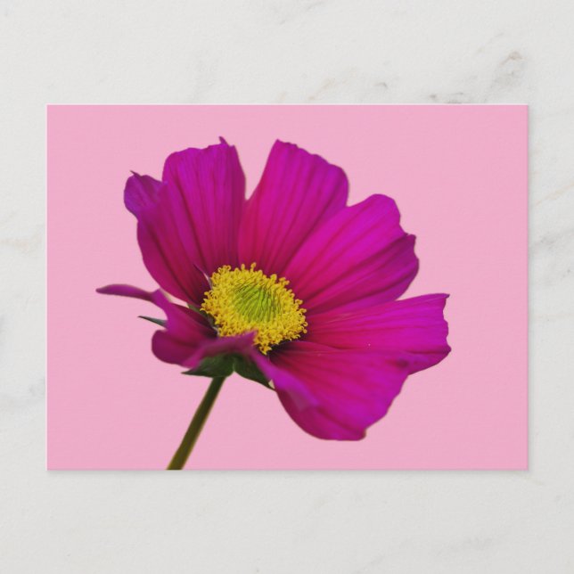 Kosmos Blomma Postkort Helg Vykort (Framsida)