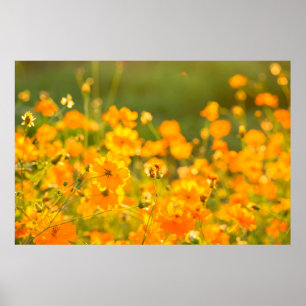 Kosmos-blommor i fält i Lumphun-provinsen Poster