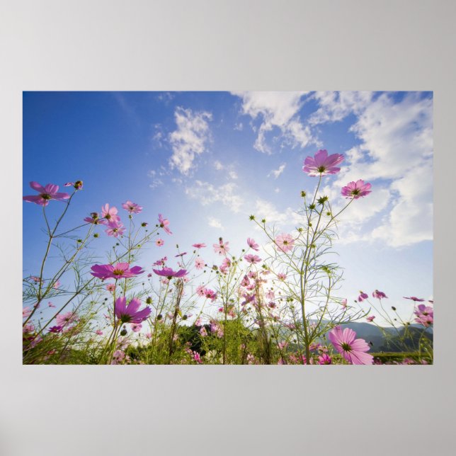 Kosmos blommor. Otsu, Shiga prefecture, Japan 2 Poster (Framsidan)