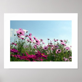 Kosmos Flowers of Japan Poster