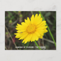 Kosmos med Bee-vykort