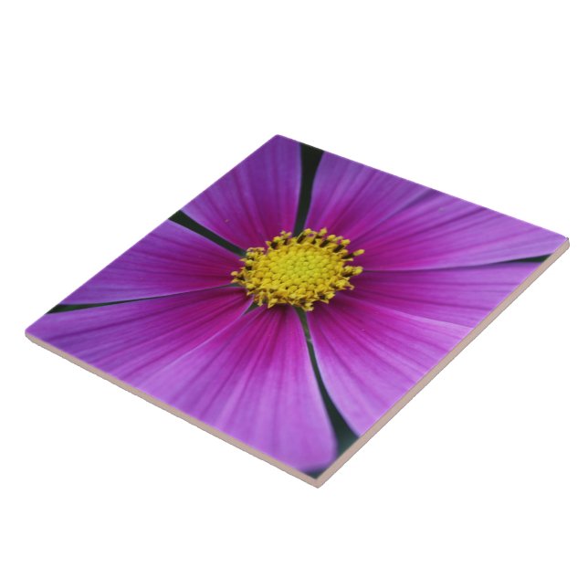 Kosmos-plattans centrum kakelplatta (Sidan)